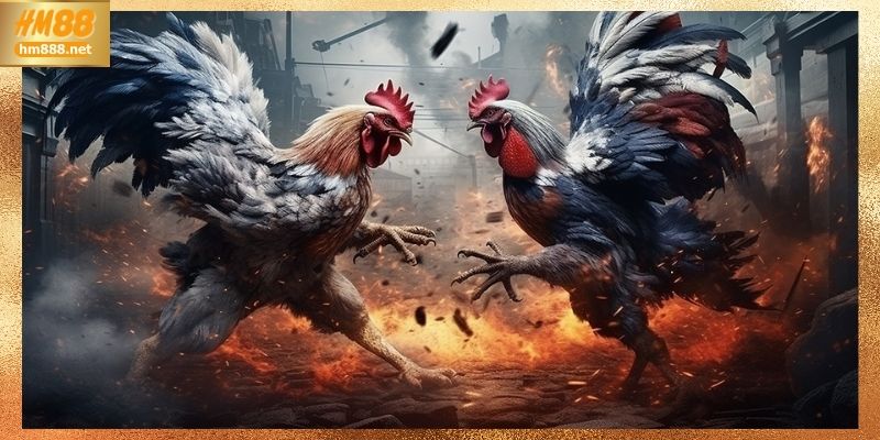 Cách theo dõi đá gà offline c1 hiệu quả tại HM88