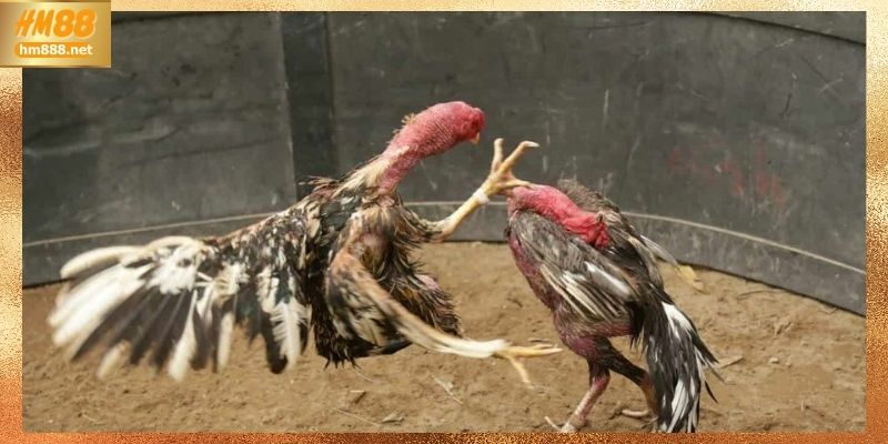 Đá gà campuchia và những điểm cần ghi nhớ tại HM88