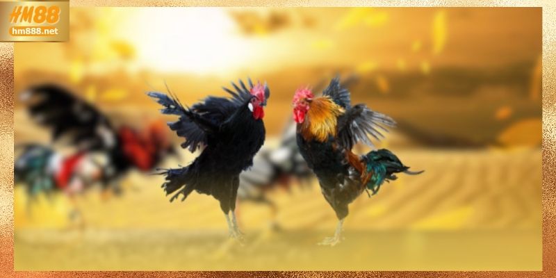 Đá gà campuchia và sức hút ổn định theo thời gian tại HM88
