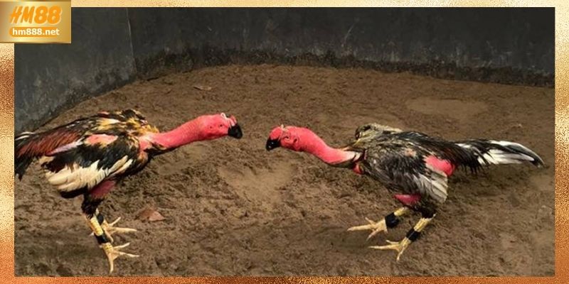 Đá gà campuchia vận hành ra sao trên nền tảng online