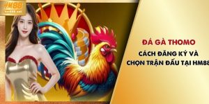 Đá Gà Thomo - Cách Đăng Ký Và Chọn Trận Đấu Tại HM88