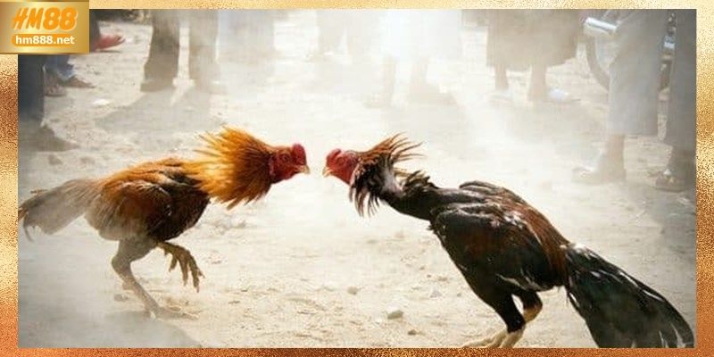 Đá gà Thomo và cách tham gia hiệu quả tại HM88